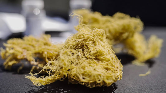 5lbs Wholesale Raw Seamoss